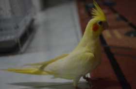 Lost Cockatiel