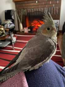 Lost Cockatiel