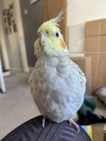 Lost Cockatiel