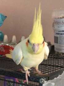 Lost Cockatiel