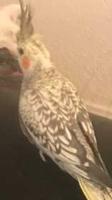 Lost Cockatiel