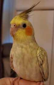 Lost Cockatiel