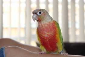 Lost Conure