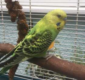 Lost Budgerigar