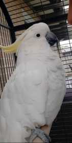 Lost Cockatoo