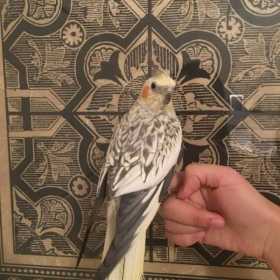 Lost Cockatiel