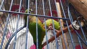 Lost Conure