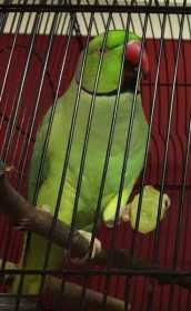 Lost Indian Ringneck Parakeet