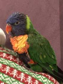 Lost Lory / Lorikeet