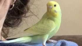 Lost Parakeet