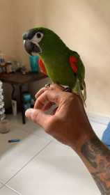 Lost Macaw