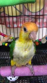 Lost Caique