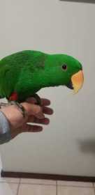 Lost Eclectus