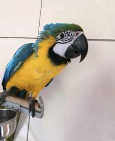 Lost Macaw