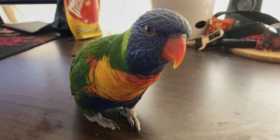 Lost Lory / Lorikeet