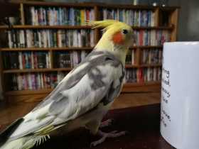 Lost Cockatiel