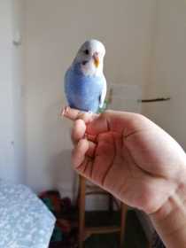 Lost Budgerigar