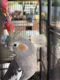 Lost Cockatiel