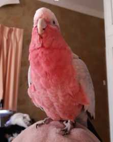 Lost Galah Cockatoo