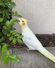 Lost Cockatiel