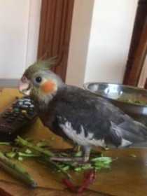 Lost Cockatiel