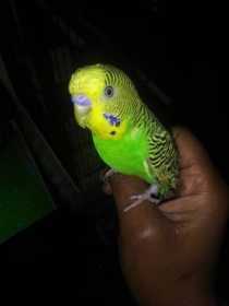 Lost Parakeet