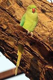 Lost Indian Ringneck Parakeet