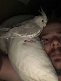 Lost Cockatiel