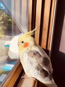 Lost Cockatiel