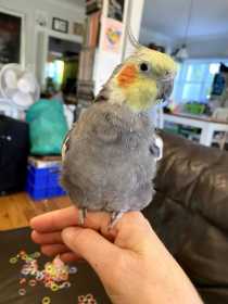 Lost Cockatiel