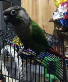 Lost Conure