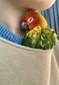 Lost Conure