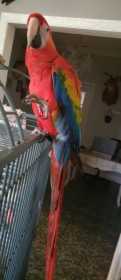 Lost Macaw