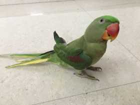 Lost Alexandrine