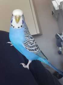 Lost Budgerigar