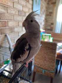 Lost Cockatiel