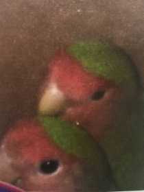 Lost Lovebird