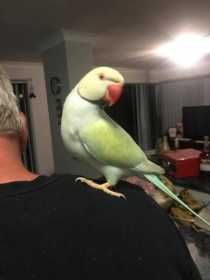Lost Indian Ringneck Parakeet