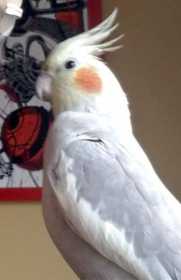 Lost Cockatiel