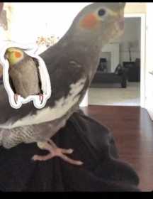 Lost Cockatiel