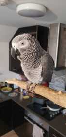 Lost African Grey