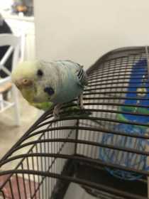 Lost Parakeet