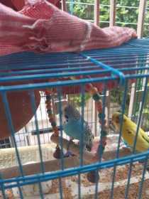 Lost Budgerigar