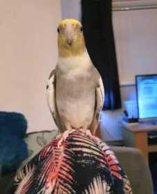 Lost Cockatiel