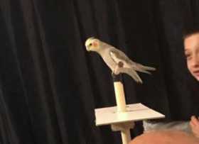 Lost Cockatiel