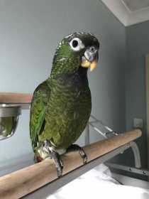 Lost Pionus
