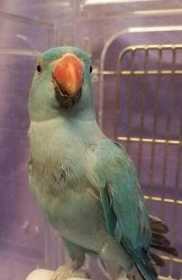 Lost Indian Ringneck Parakeet