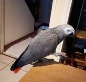 Lost African Grey