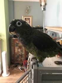 Lost Pionus