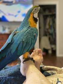 Lost Macaw
